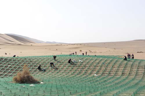 低立式防风固沙网